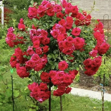 Роза Мона Лиза Штамб