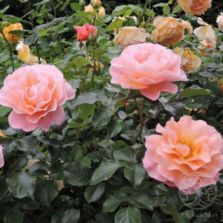 Роза Мари Кюри шраб