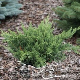 Можжевельник Экспанса китайский 