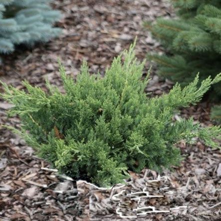 Можжевельник Экспанса китайский 