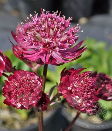 Астранция Стар оф Файр крупная