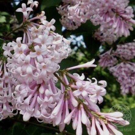 Сирень венгерская