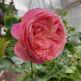 Роза Сувенир де Люсьен Массад шраб