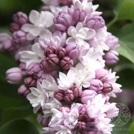 Сирень Фентези гиацинтовая 