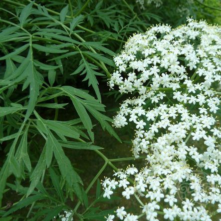 Бузина черная Laciniata