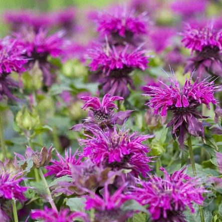 Монарда Baby Spice