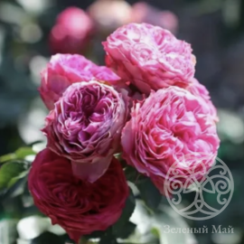 Роза Канди Рококо Штамб