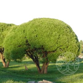 Ива Буллата ломкая 