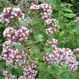 Душица обыкновенная (Орегано)