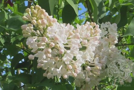 Сирень Петербурженка