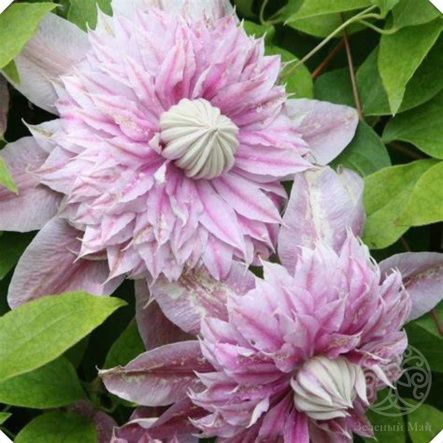 Клематис Жозефина