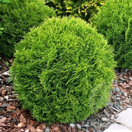 Туя Литл Джем западная