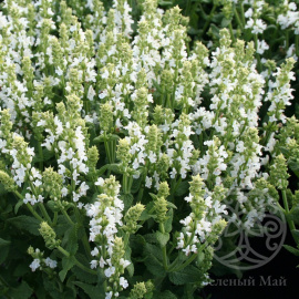 Шалфей Шнеехюгель дубравный 