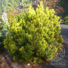 Сосна Зюндерт горная