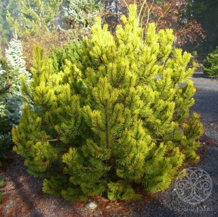 Сосна Зюндерт горная