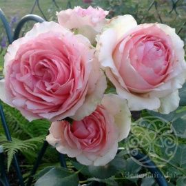 Роза Ферст Леди шраб