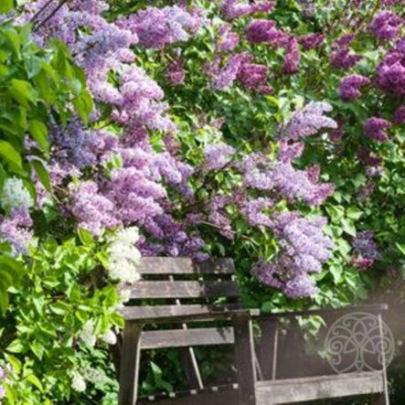 Сирень микс