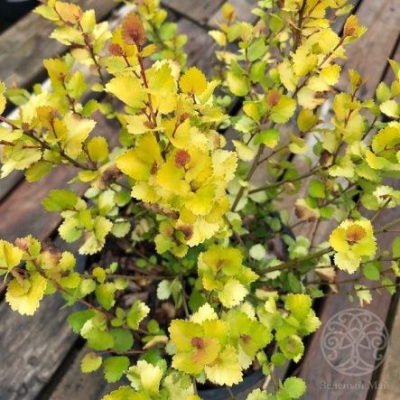 Береза Голден Трэже карликовая