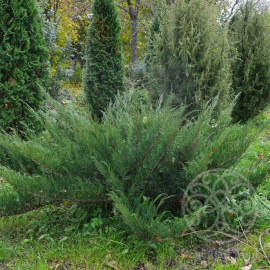 Можжевельник Глаука казацкий