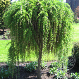 Лиственница Репенс европейская 