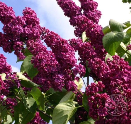 Сирень Памяти Людвига Шпета