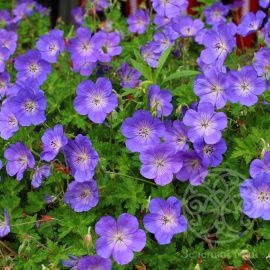 Герань Розанна гибридная