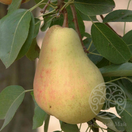 Груша Скороспелка из Мичуринска