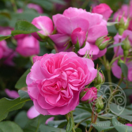 Роза Аллегро (Пиано) чайно-гибридная