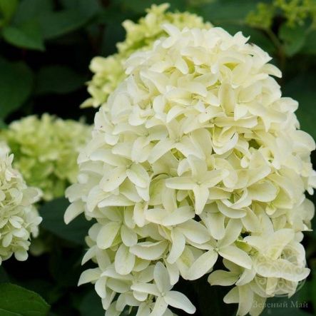 Гортензия Скайфолл метельчатая