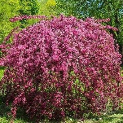 Яблоня Плакучая декоративная 