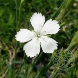 Гвоздика травянка Albiflorus