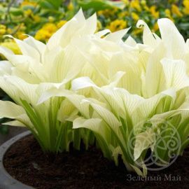 Хоста Вайт Фезер (M)