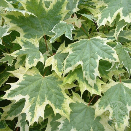 Клен Друммонди остролистный 