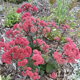 Очиток Ред Каули 