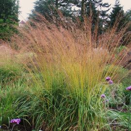 Молиния Карл Форстер тростниковая 