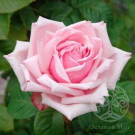 Роза Дезире чайно-гибридная