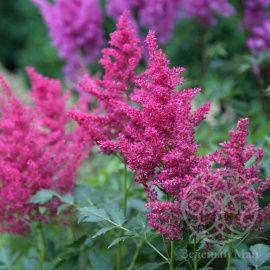 Астильба Элизабет ван Вин японская