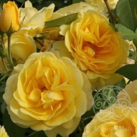 Роза Карт Дор флорибунда