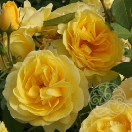 Роза Карт Дор флорибунда