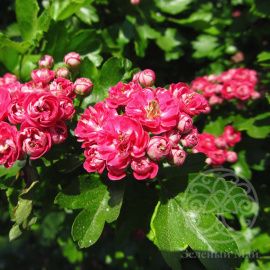 Боярышник Пауль Скарлет средний