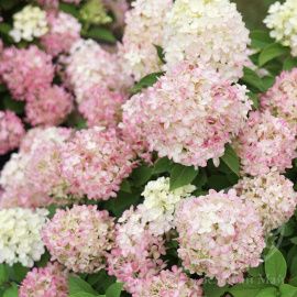 Гортензия Расберри Пинк метельчатая