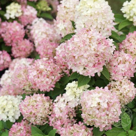 Гортензия Расберри Пинк метельчатая