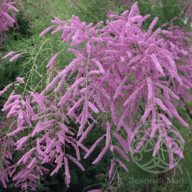 Ива Тухкимо (Золушка) аврора