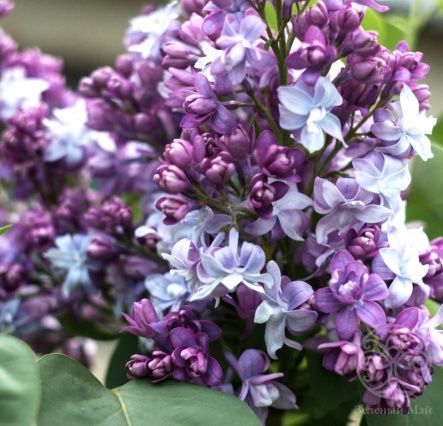 Сирень Надежда