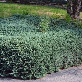 Можжевельник Бар Харбор горизонтальный