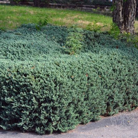 Можжевельник Бар Харбор горизонтальный