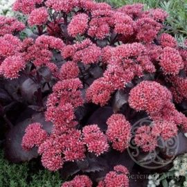 Очиток Бек Бьюти видный