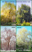 Ива Памяти Бажова гибридная