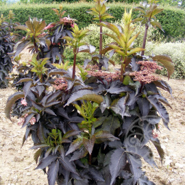 Бузина черная  Black Tower