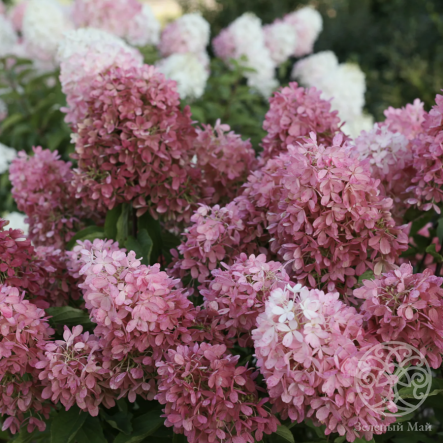 Гортензия Тач Оф Пинк метельчатая